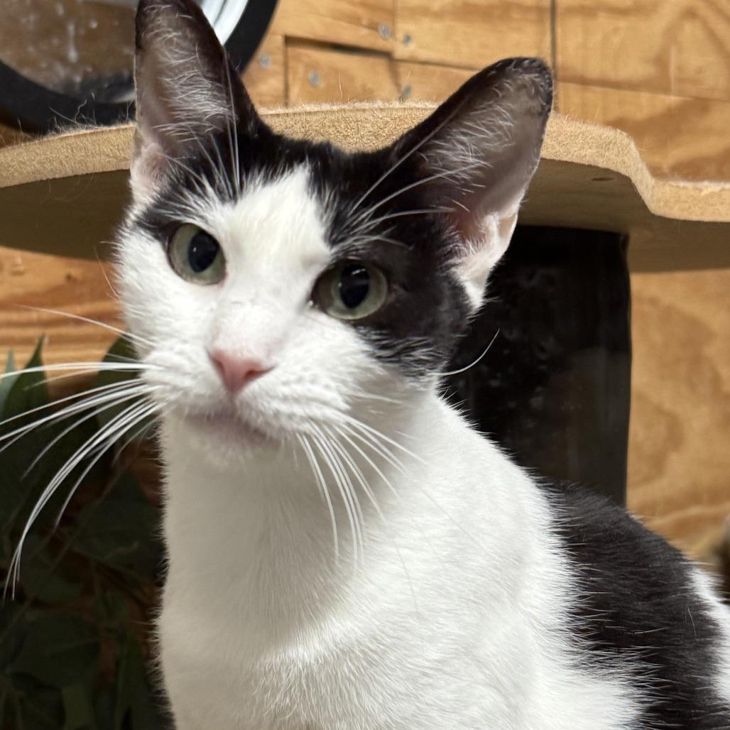 Miss Priss, Adoptable, Adult Female Domestic Short Hair.