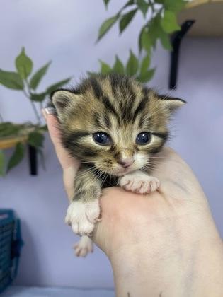 Phineas, Adoptable, Kitten Male Domestic Short Hair & Domestic Short Hair.