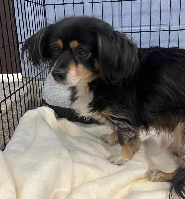 Toto, Adoptable, Senior Male Dachshund & Chihuahua.