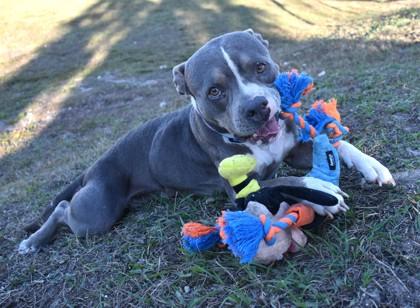 Enlarge Souza, a ADOPTABLE mixed breed in Inverness, FL image 1/2