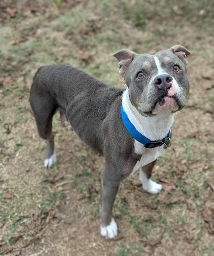 Enlarge Souza, a ADOPTABLE mixed breed in Inverness, FL image 2/2