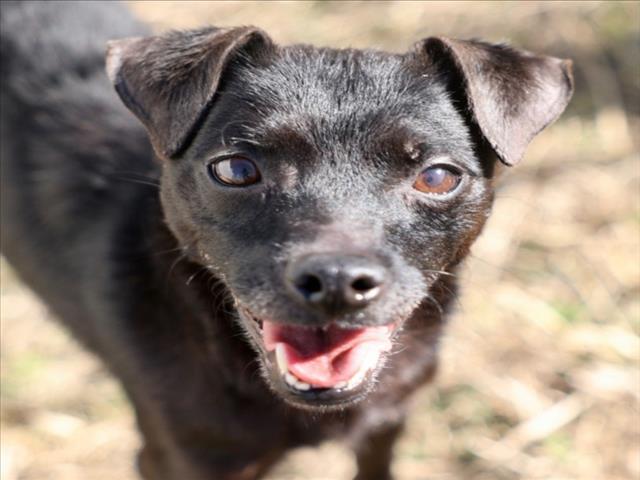 Enlarge PENELOPE, a Adoptable Patterdale Terrier / Fell Terrier in Wilmington, NC image 1/1