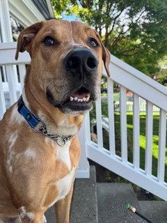 Cowboy, Adoptable, Adult Male Catahoula Leopard Dog.