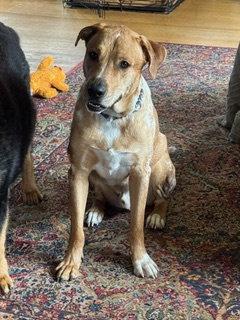 Enlarge Cowboy, a Adoptable Catahoula Leopard Dog in Bothell, WA image 2/3
