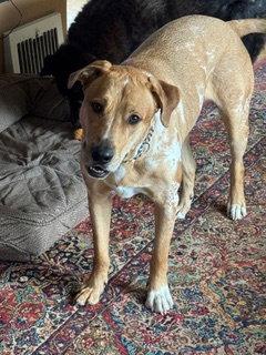 Enlarge Cowboy, a Adoptable Catahoula Leopard Dog in Bothell, WA image 3/3