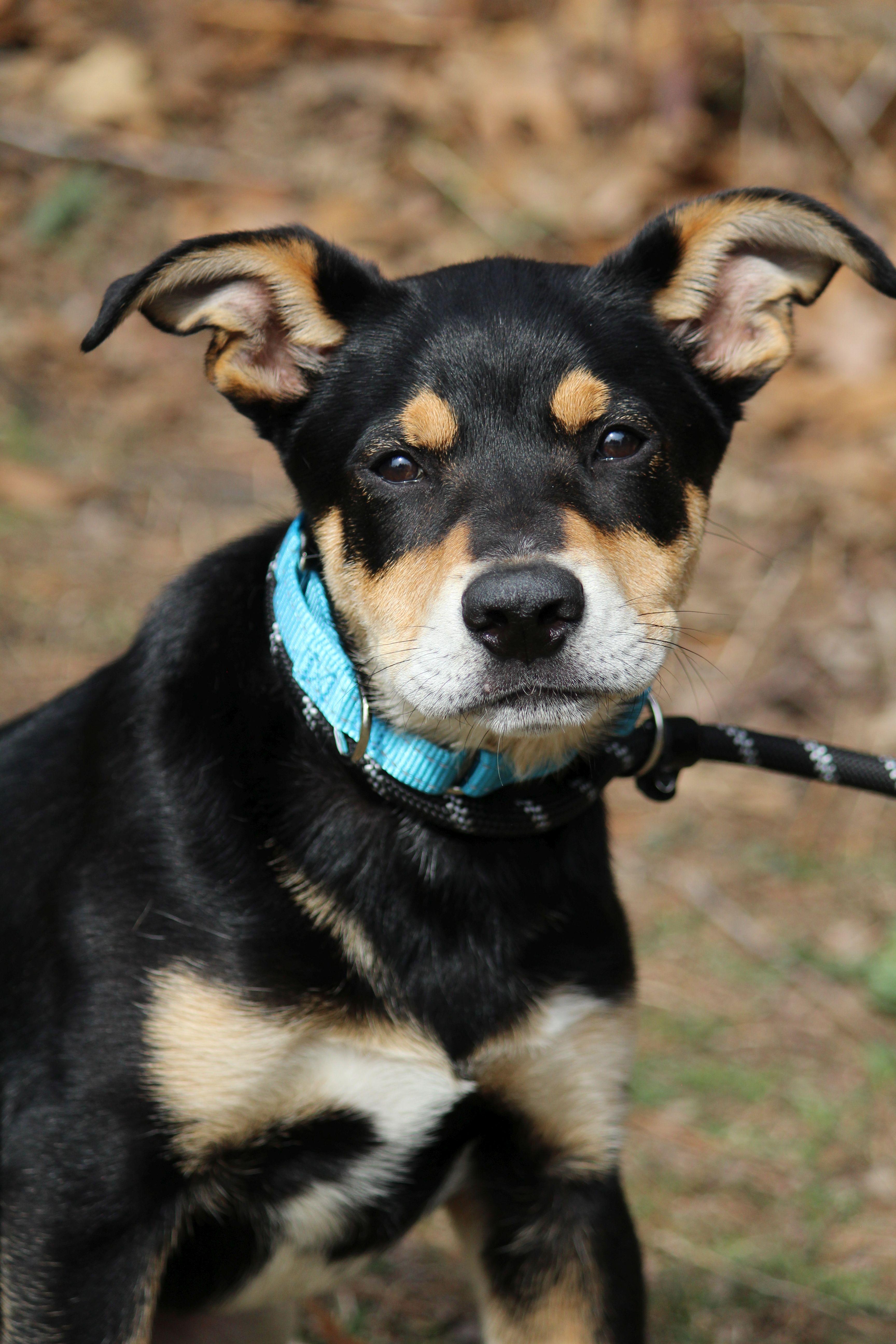 Bean, ADOPTABLE, Puppy Male Mixed Breed.