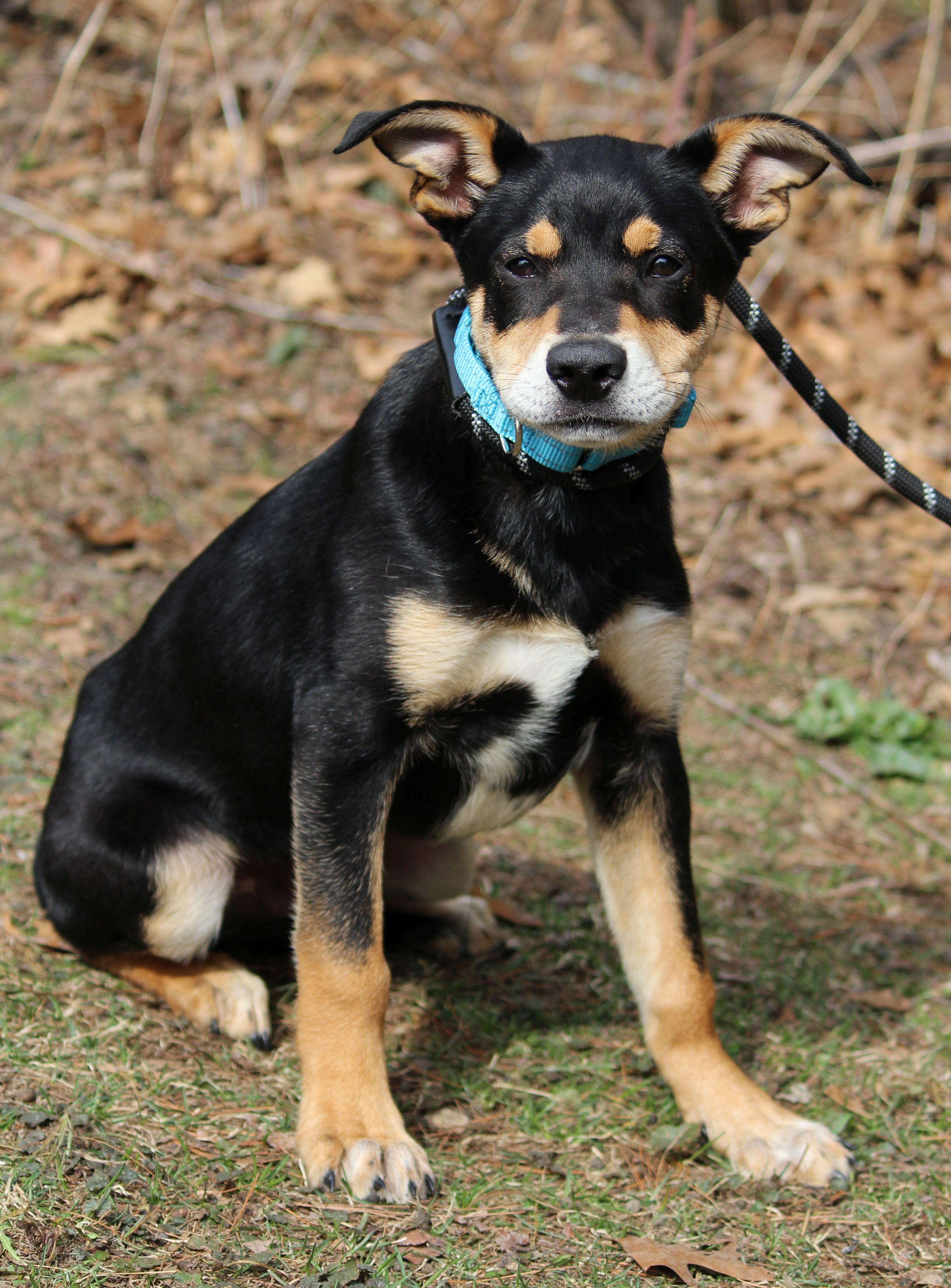 Enlarge Bean, a ADOPTABLE mixed breed in Portage, WI image 3/3