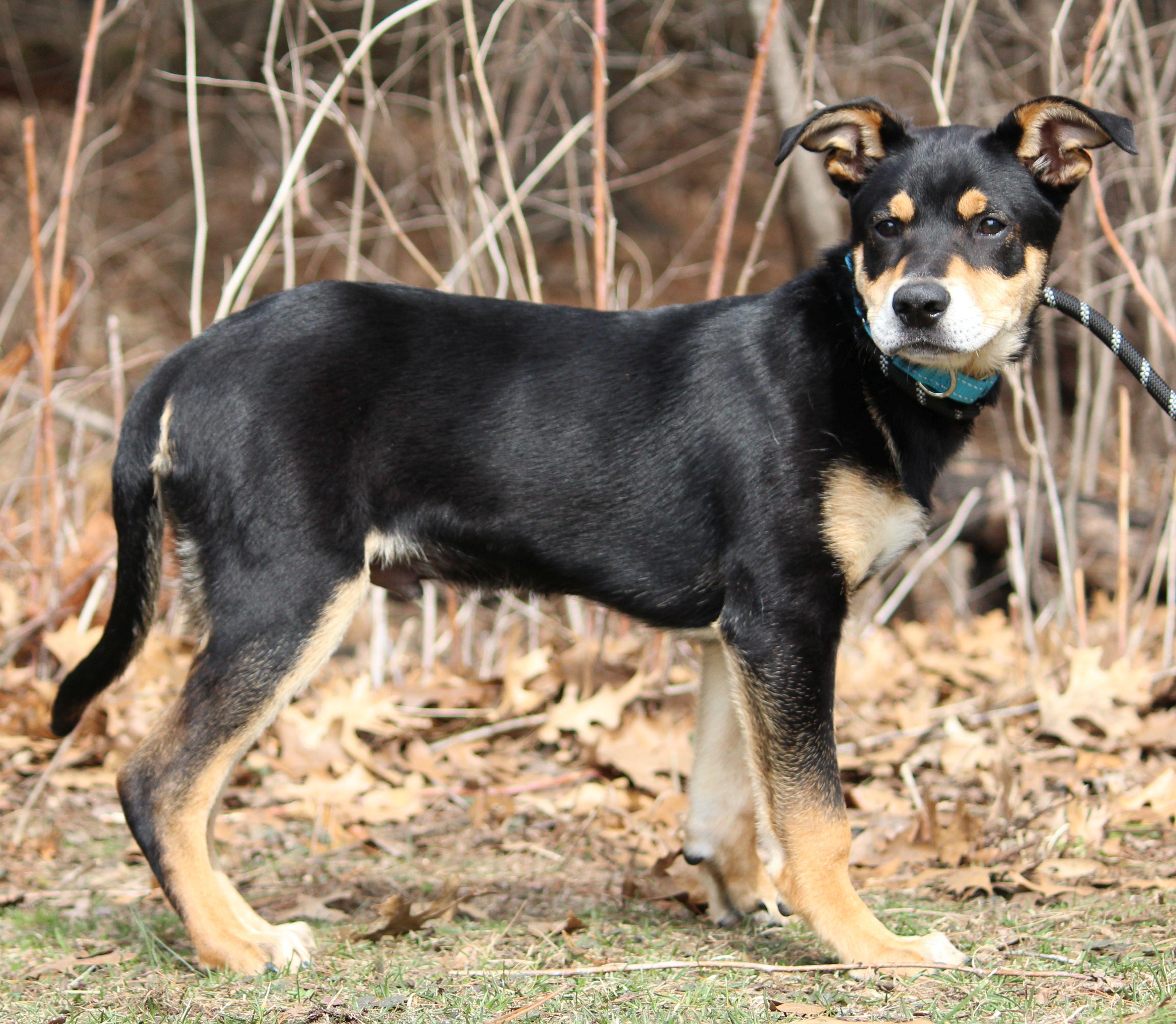Enlarge Bean, a ADOPTABLE mixed breed in Portage, WI image 2/3