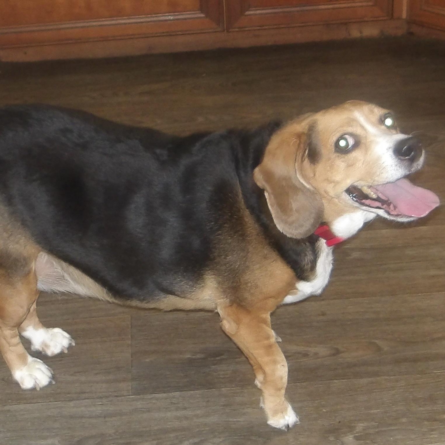 Enlarge Amelia, a ADOPTABLE Beagle in Gloucester, VA image 3/5