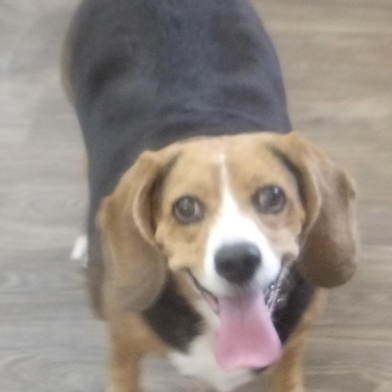 Enlarge Amelia, a ADOPTABLE Beagle in Gloucester, VA image 4/5