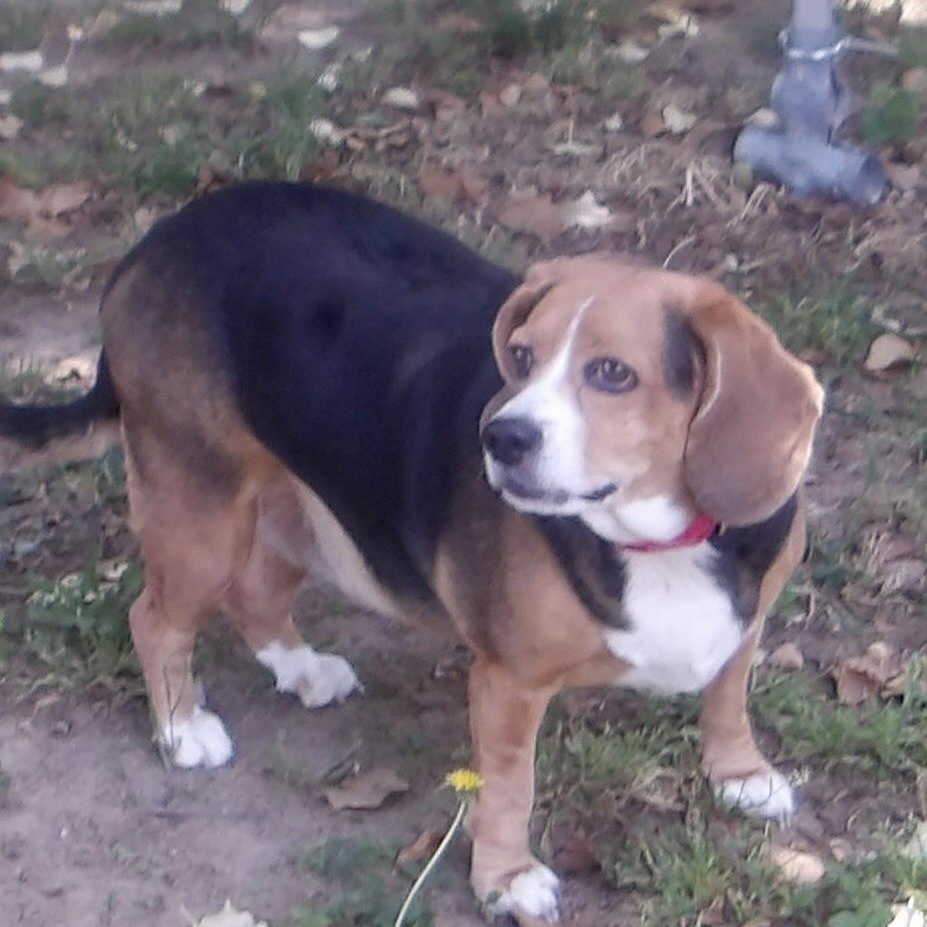 Enlarge Amelia, a ADOPTABLE Beagle in Gloucester, VA image 2/5