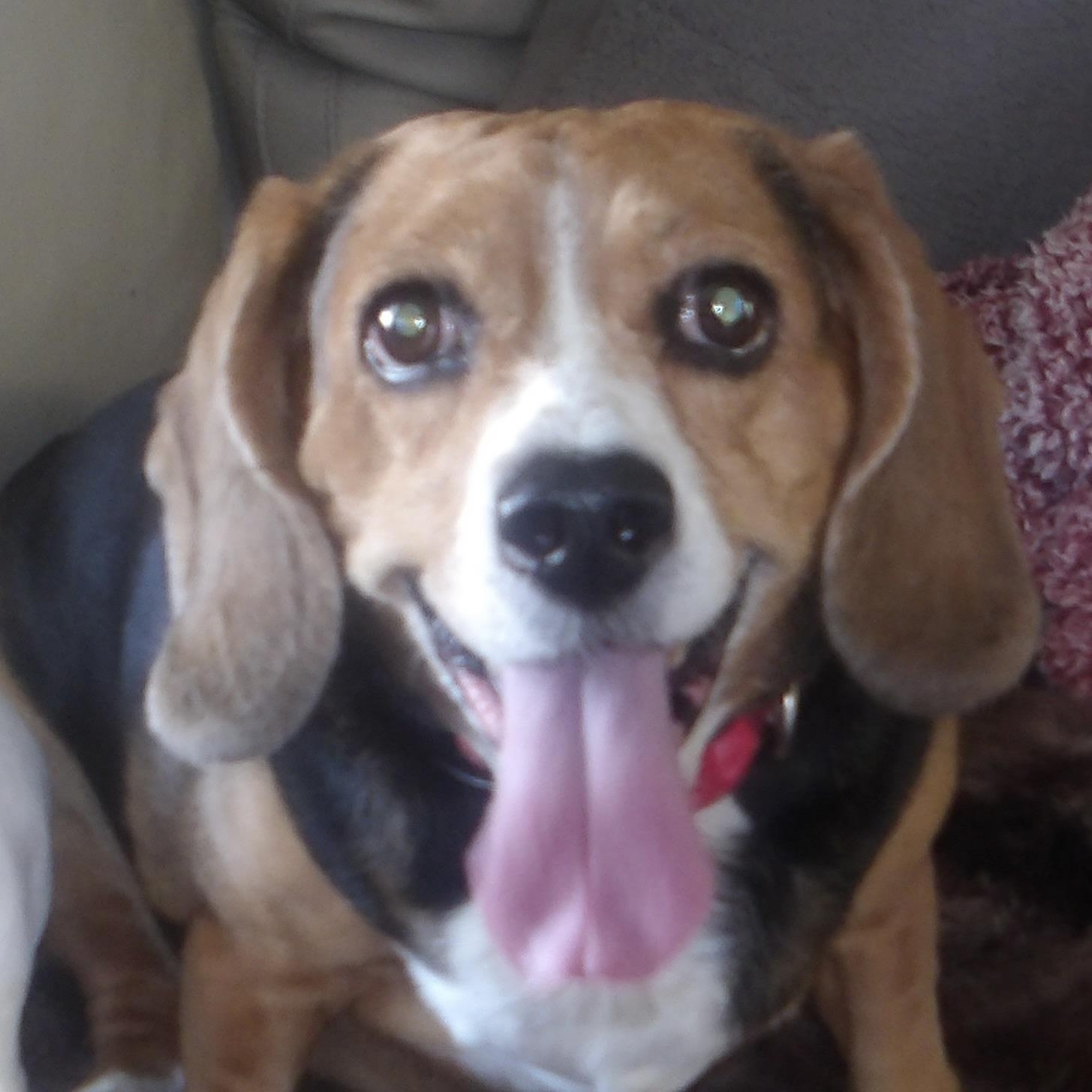 Amelia, ADOPTABLE, Adult Female Beagle.