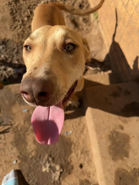 Carmelo, Adoptable, Young Male Labrador Retriever & American Staffordshire Terrier.