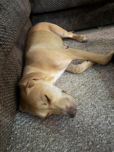 Enlarge Carmelo, a Adoptable mixed breed in Meeker, OK image 2/2