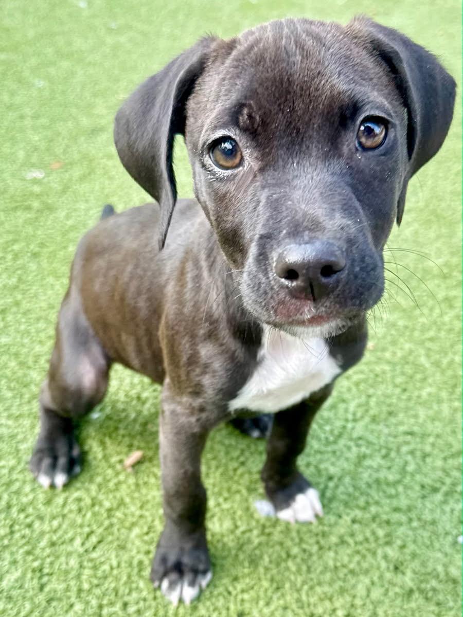 Enlarge  Billie, an adopted mixed breed in Jacksonville, FL image 2/2