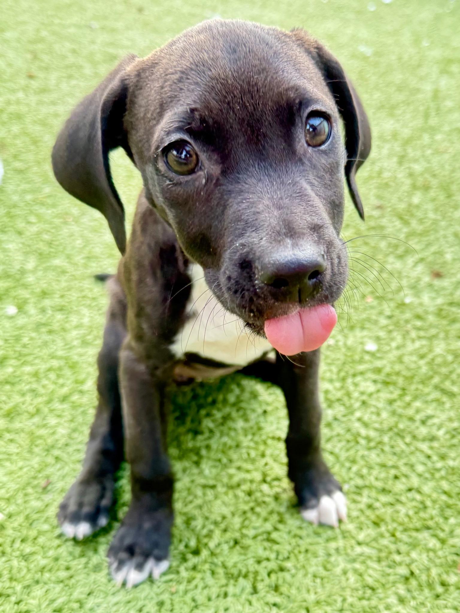  Billie, adopted, Puppy Female Chocolate Labrador Retriever.