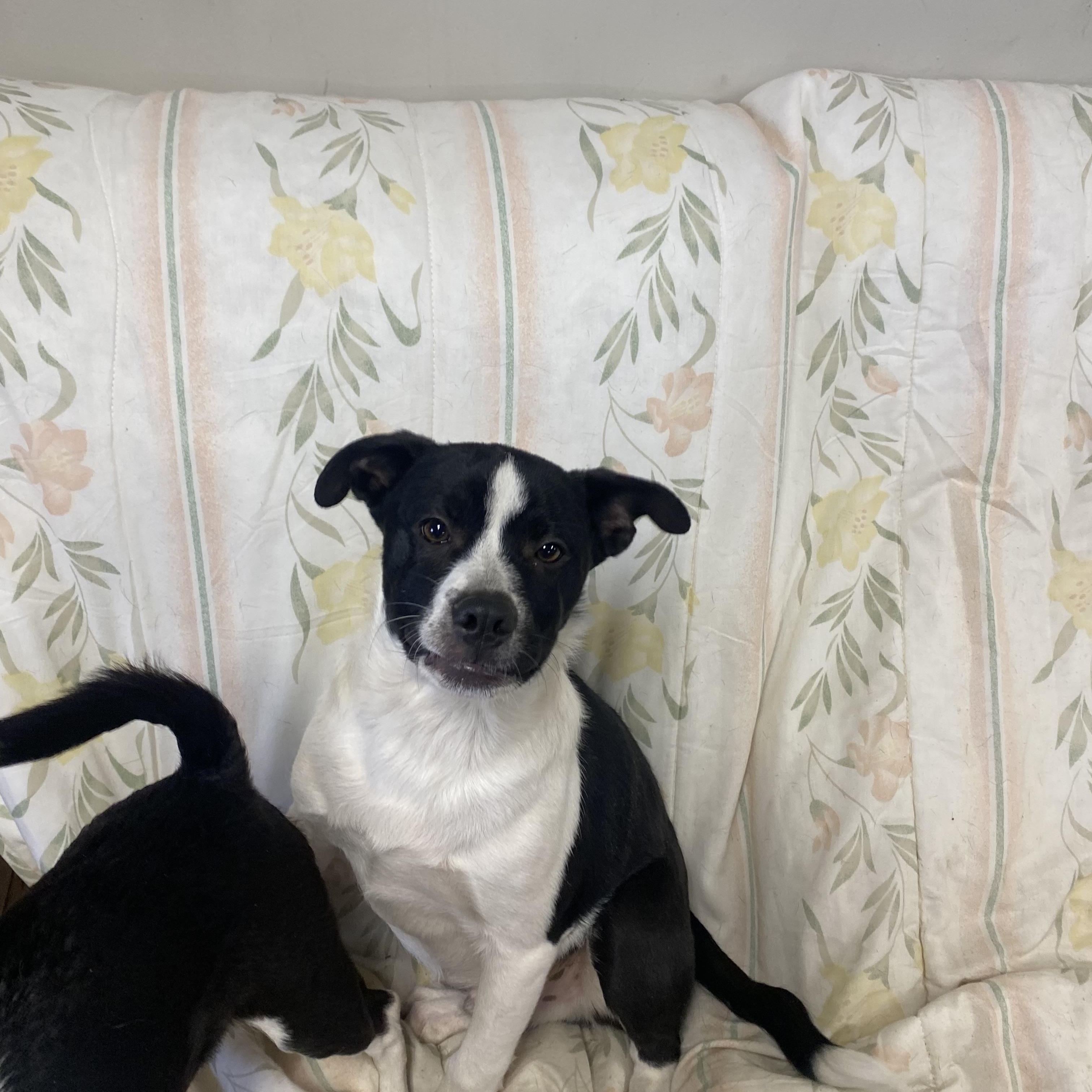 Rusty, Adoptable, Young Male Jack Russell Terrier.