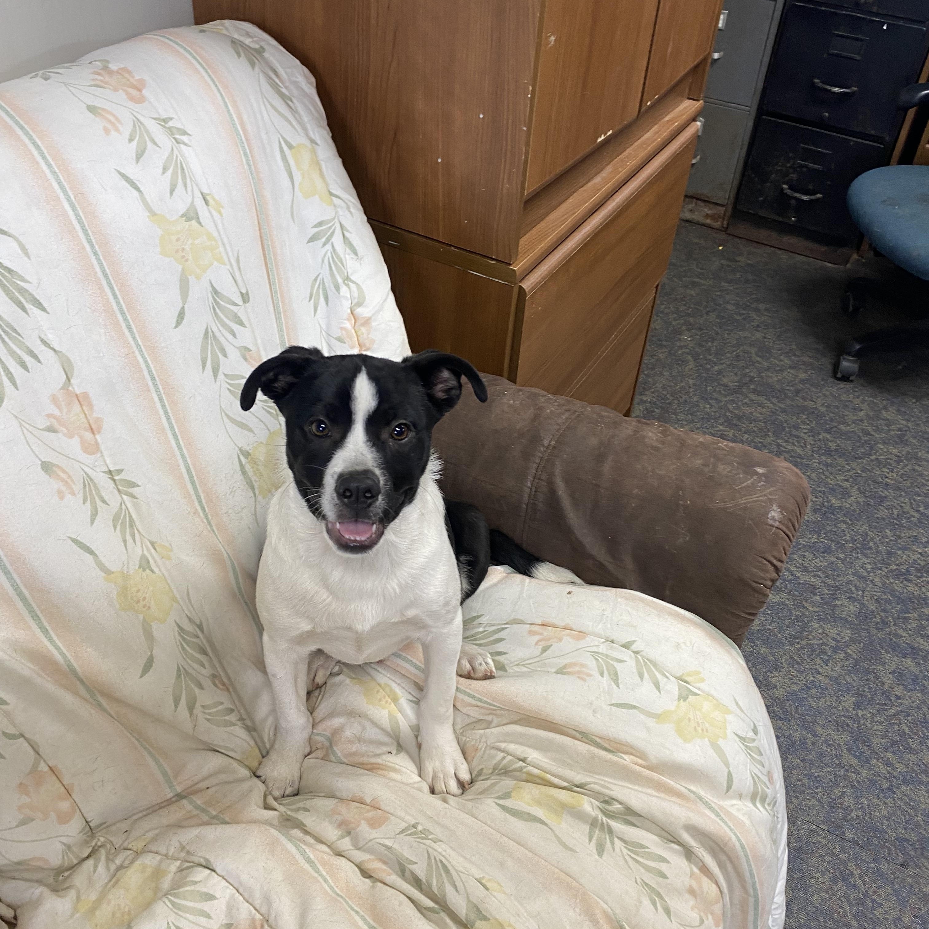Rusty, a Adoptable mixed breed in Blytheville, AR image 2/3