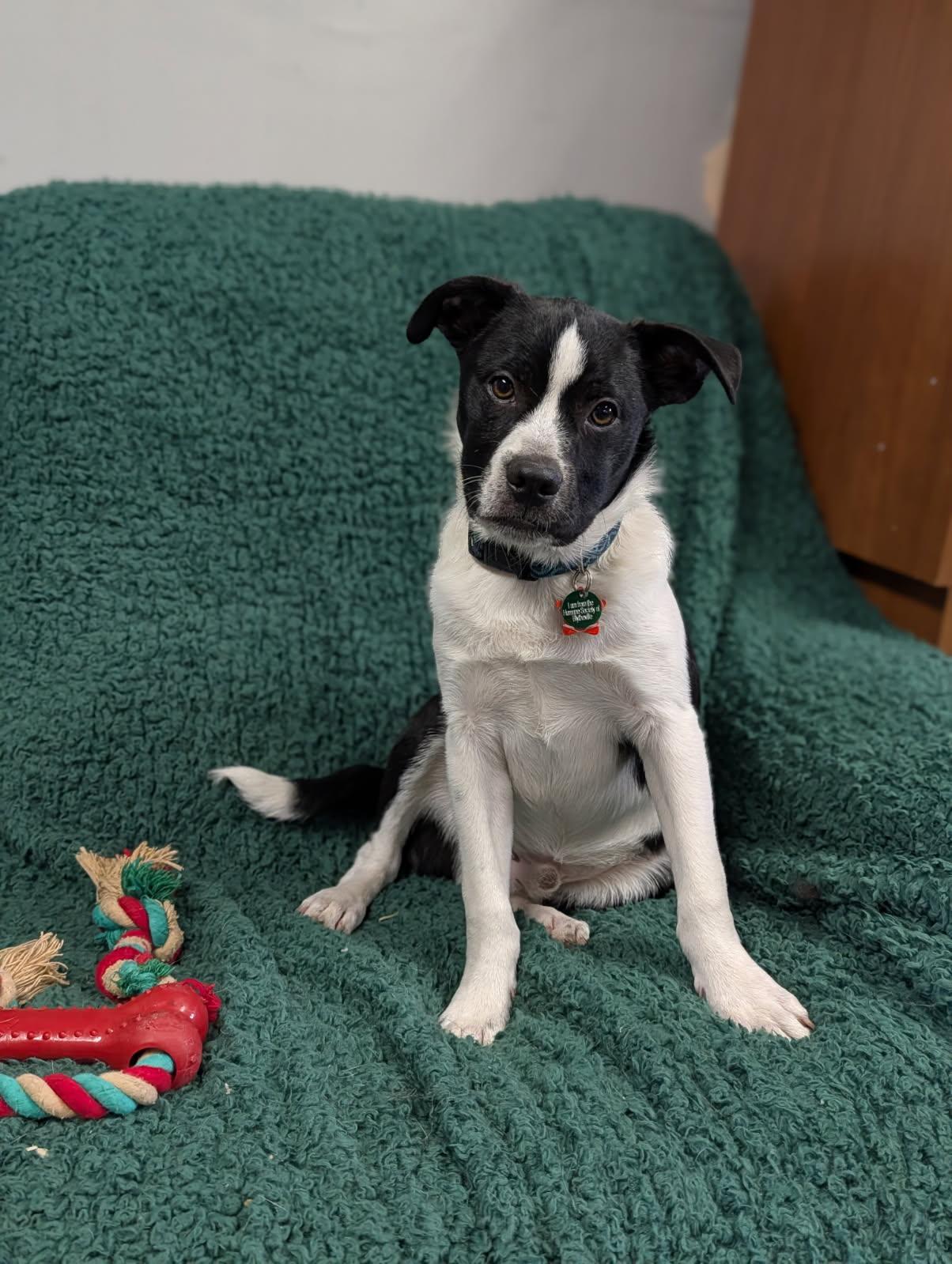 Rusty, Adoptable, Young Male Jack Russell Terrier.