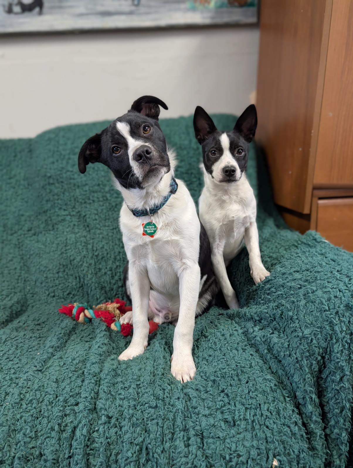 Enlarge Rusty, a Adoptable mixed breed in Blytheville, AR image 1/3