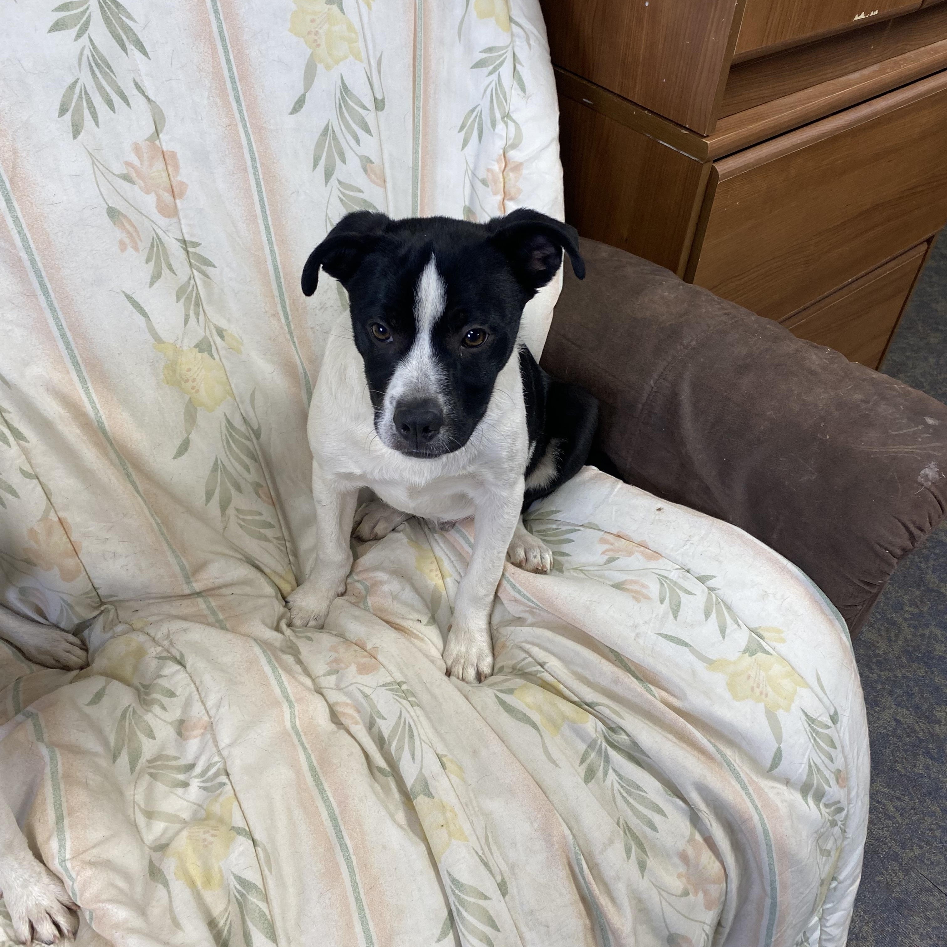 Rusty, a Adoptable mixed breed in Blytheville, AR image 3/3