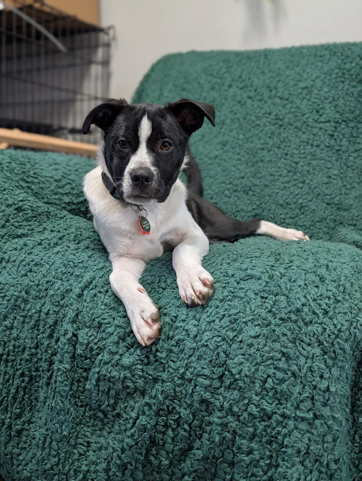 Enlarge Rusty, a Adoptable mixed breed in Blytheville, AR image 2/3