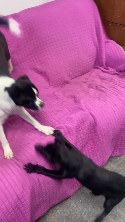 Enlarge Rusty, a Adoptable mixed breed in Blytheville, AR video 2/3