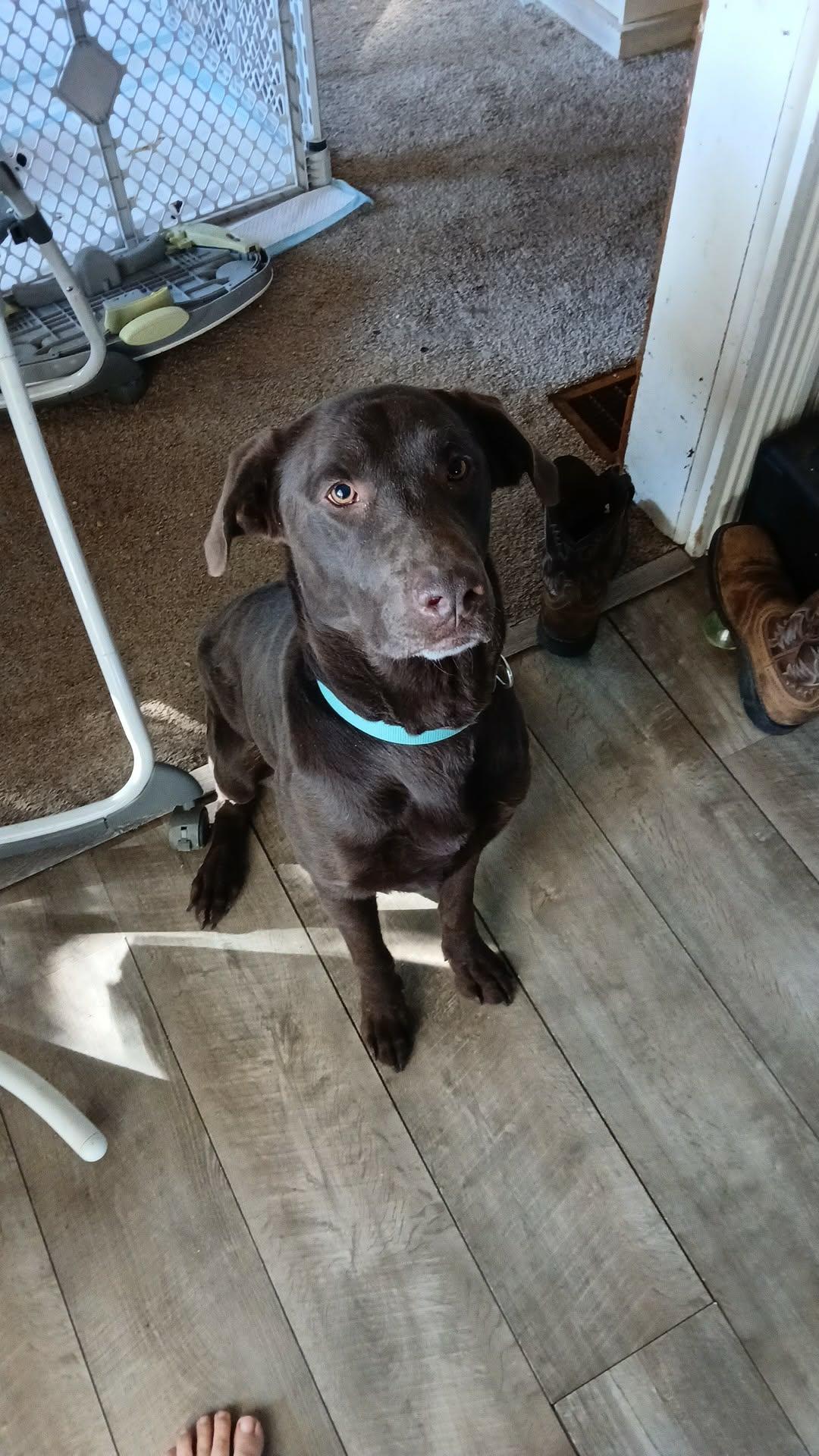 Bandit, Adoptable, Young Male Chocolate Labrador Retriever.