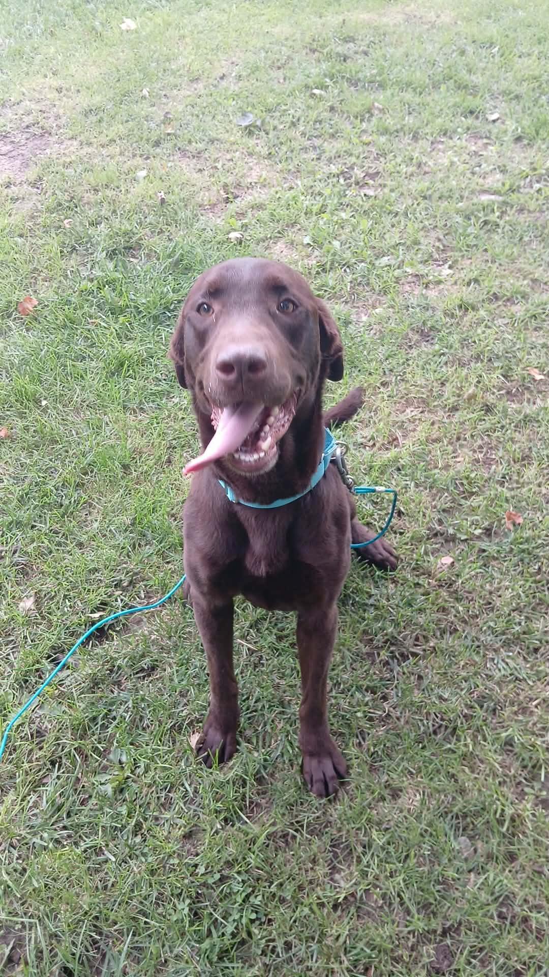Enlarge Bandit, a Adoptable mixed breed in East Lansing, MI image 4/4