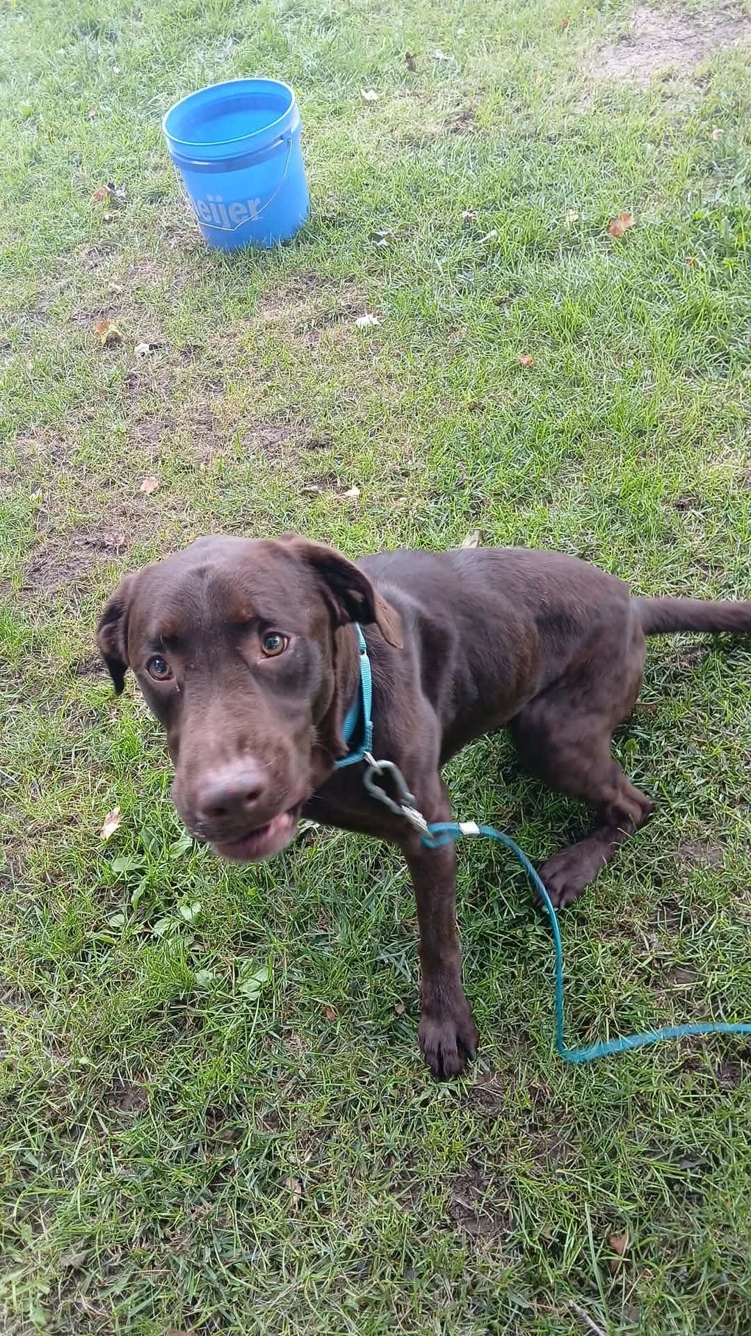 Enlarge Bandit, a Adoptable mixed breed in East Lansing, MI image 3/4