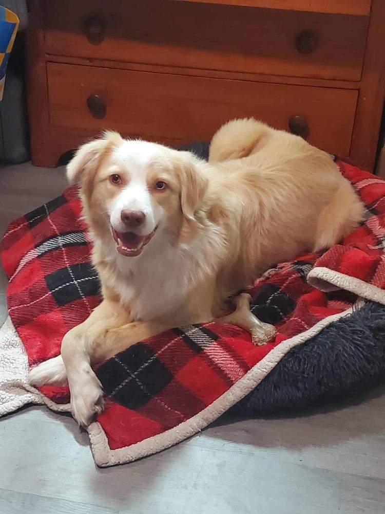 Fletcher NC, Adoptable, Adult Male Australian Shepherd.