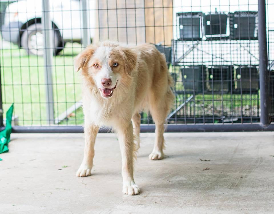 Fletcher NC, a Adoptable mixed breed in New Port Richey, FL image 1/6