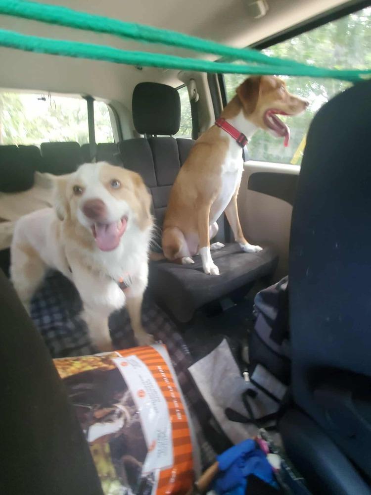 Fletcher NC, a Adoptable mixed breed in New Port Richey, FL image 2/6