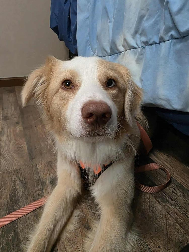 Fletcher NC, a Adoptable mixed breed in New Port Richey, FL image 3/6