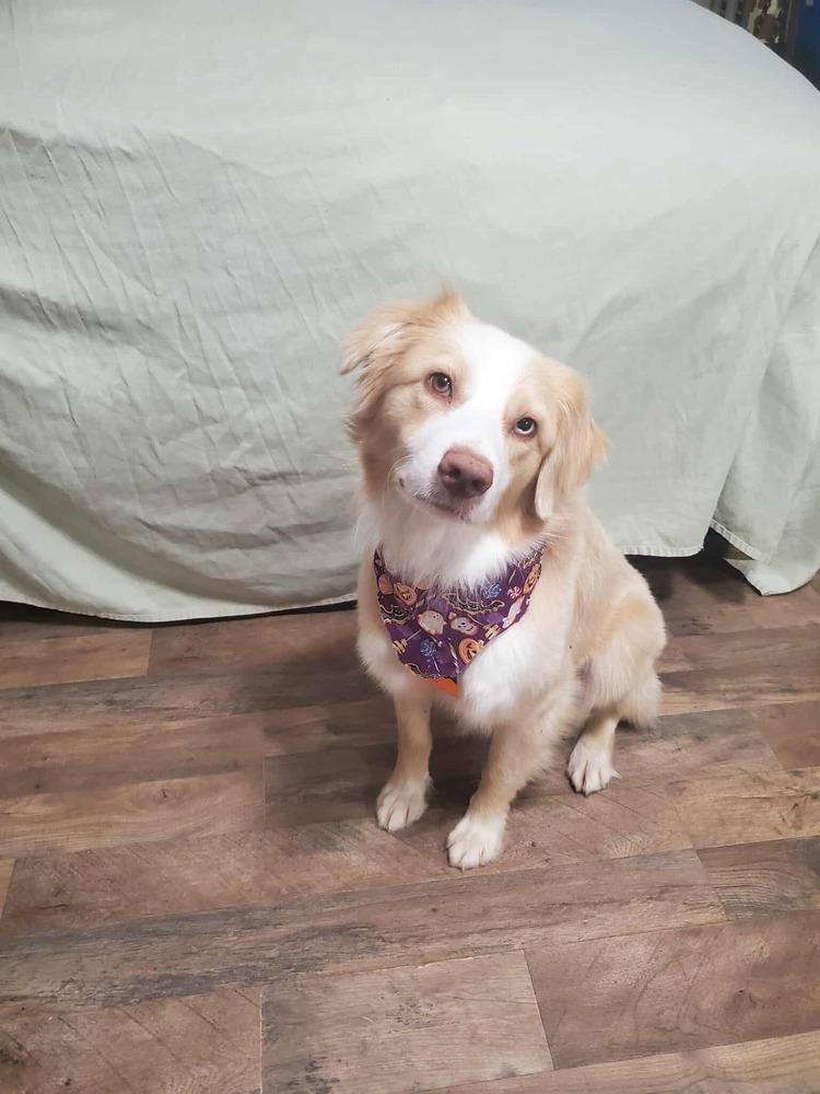 Fletcher NC, a Adoptable mixed breed in New Port Richey, FL image 5/6