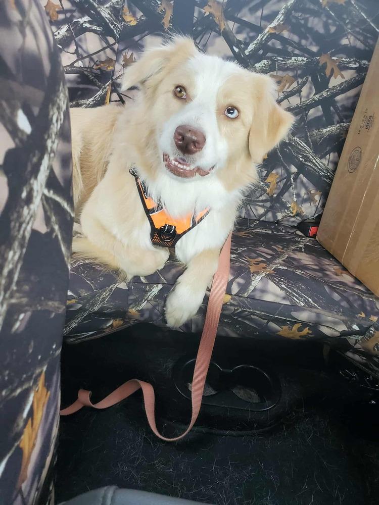 Fletcher NC, a Adoptable mixed breed in New Port Richey, FL image 6/6