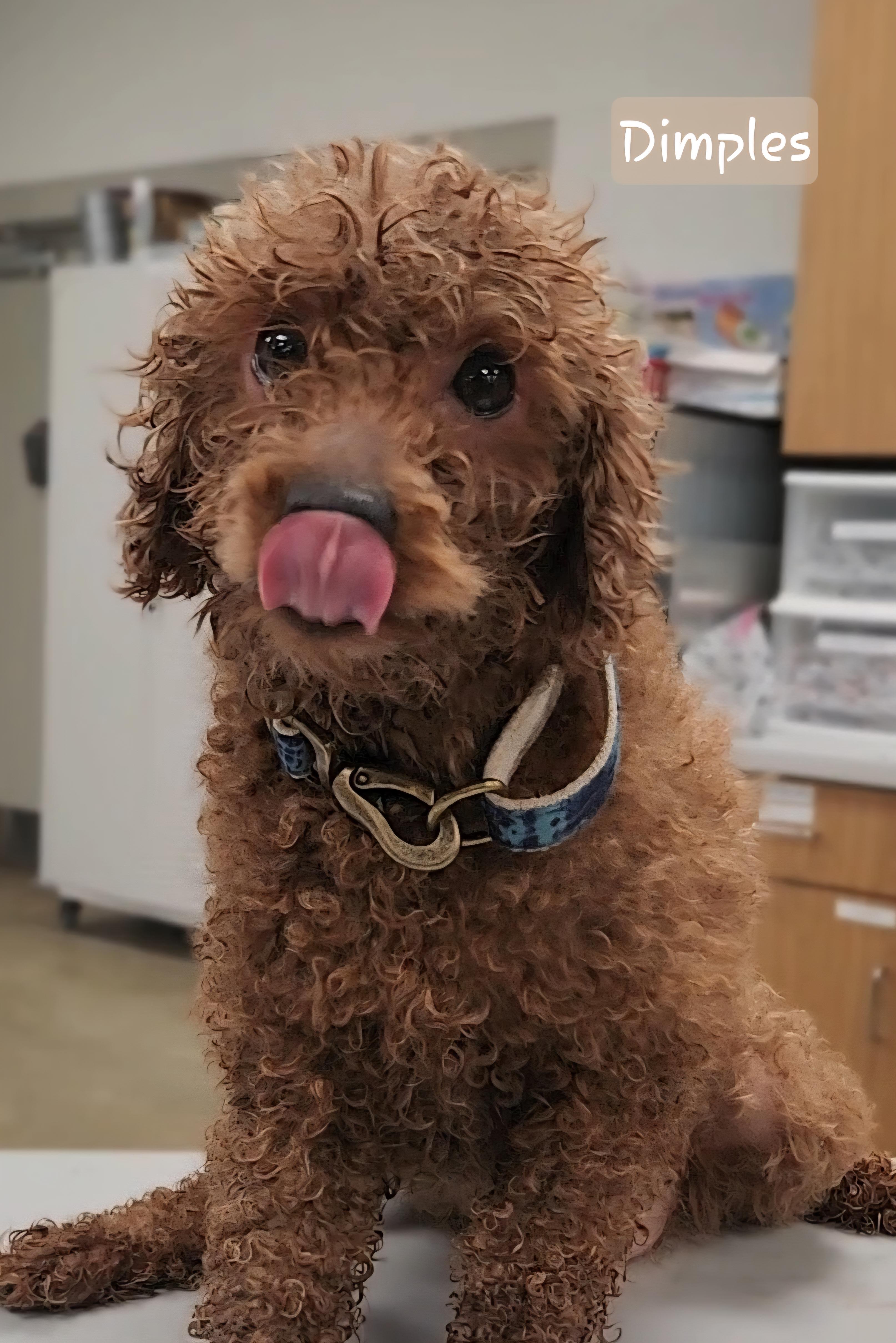 Enlarge DIMPLES, an adopted Miniature Poodle in Ashland, OH image 4/4