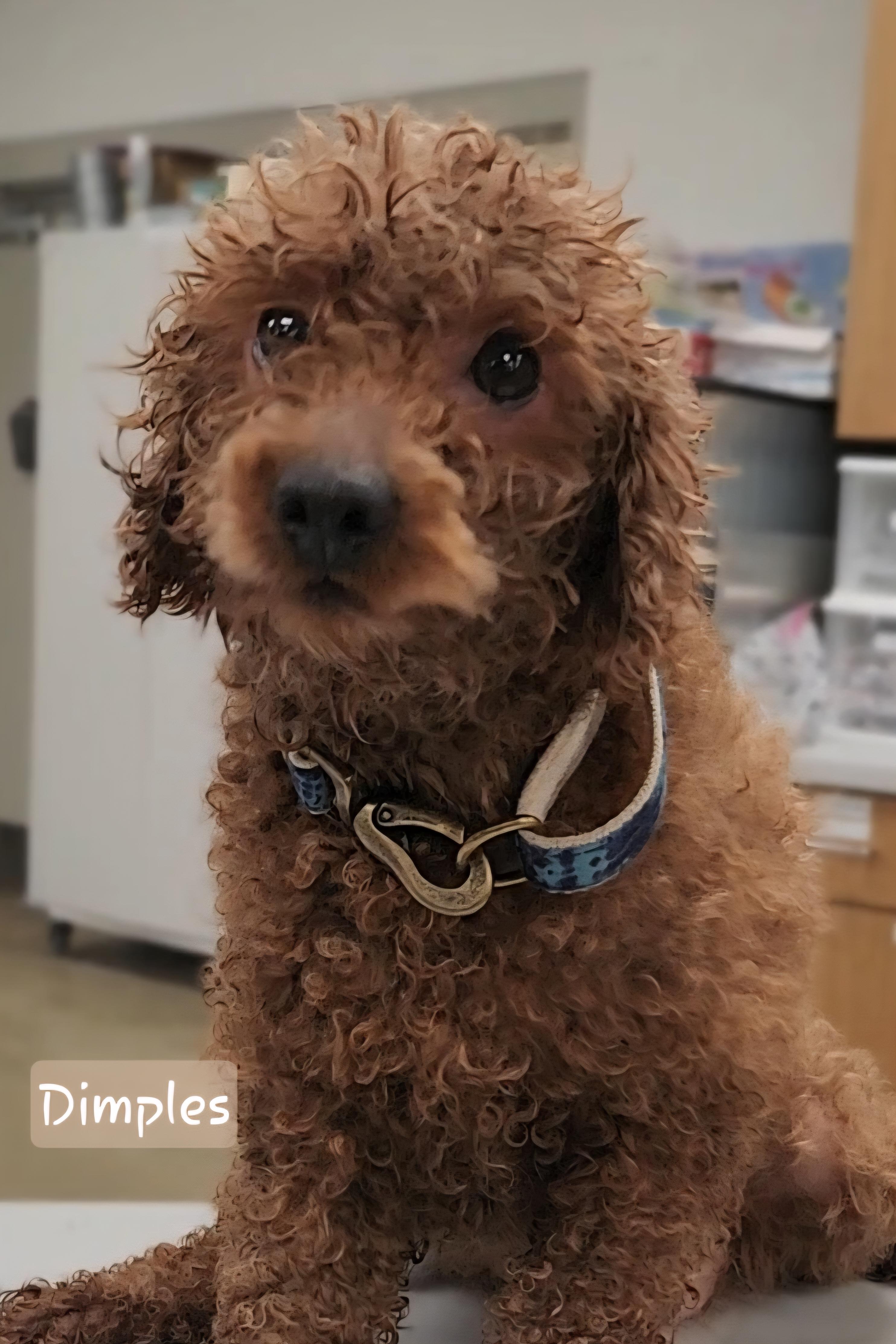 Enlarge DIMPLES, an adopted Miniature Poodle in Ashland, OH image 3/4