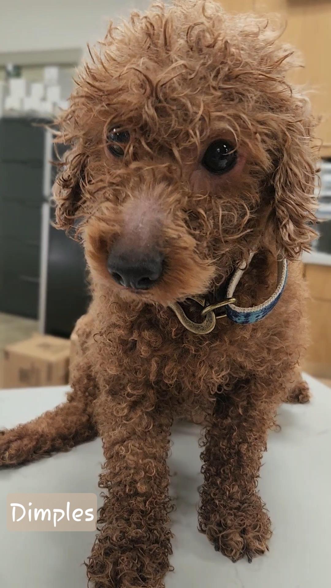 Enlarge DIMPLES, an adopted Miniature Poodle in Ashland, OH image 2/4