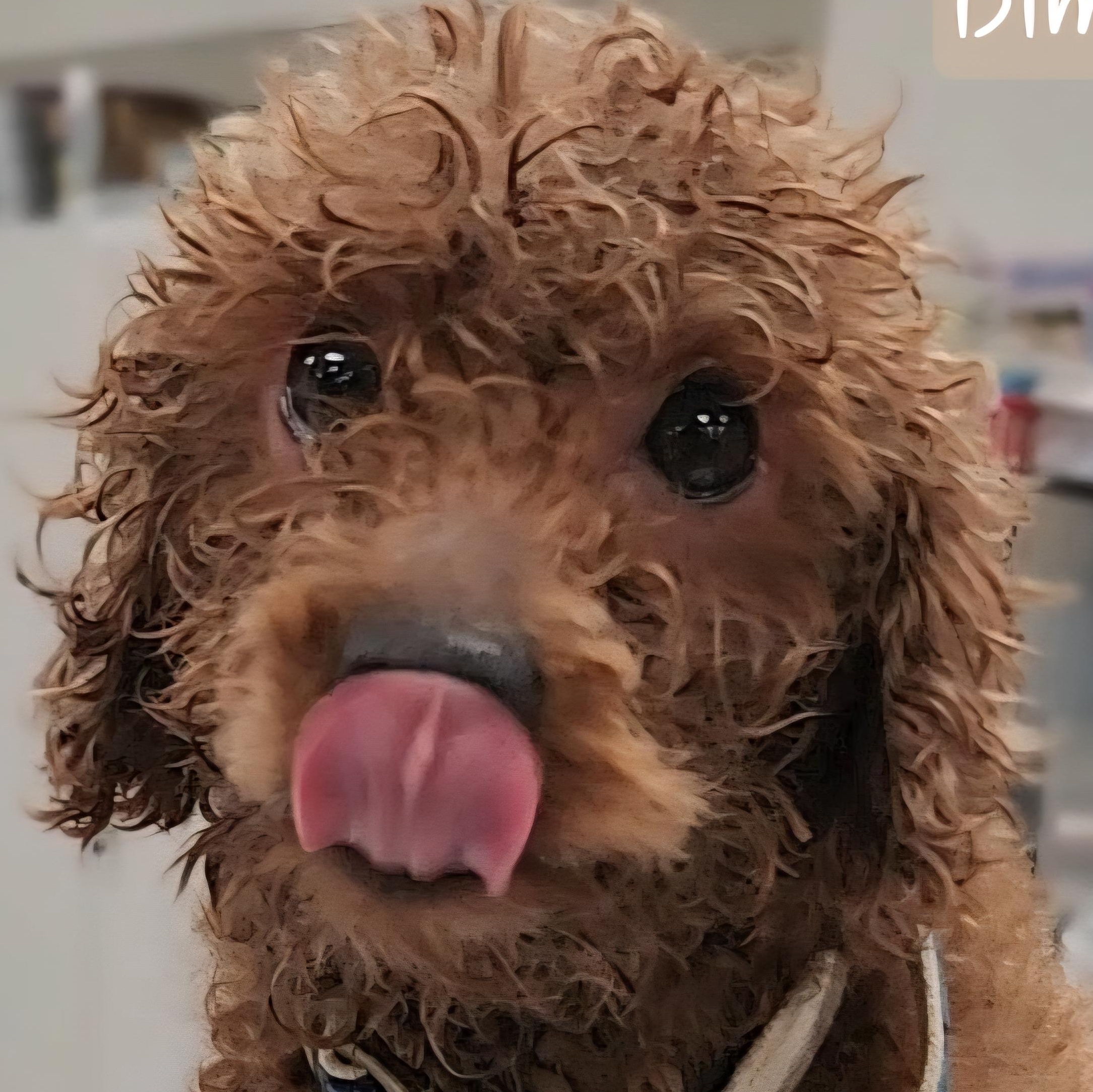 Enlarge DIMPLES, an adopted Miniature Poodle in Ashland, OH image 1/4