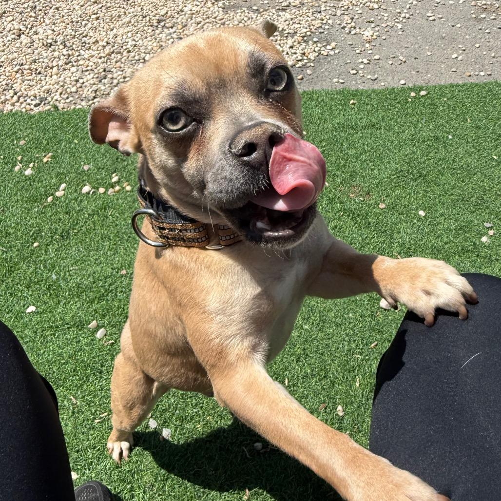 Enlarge Ojitos, an adopted mixed breed in Medford, NY image 2/4