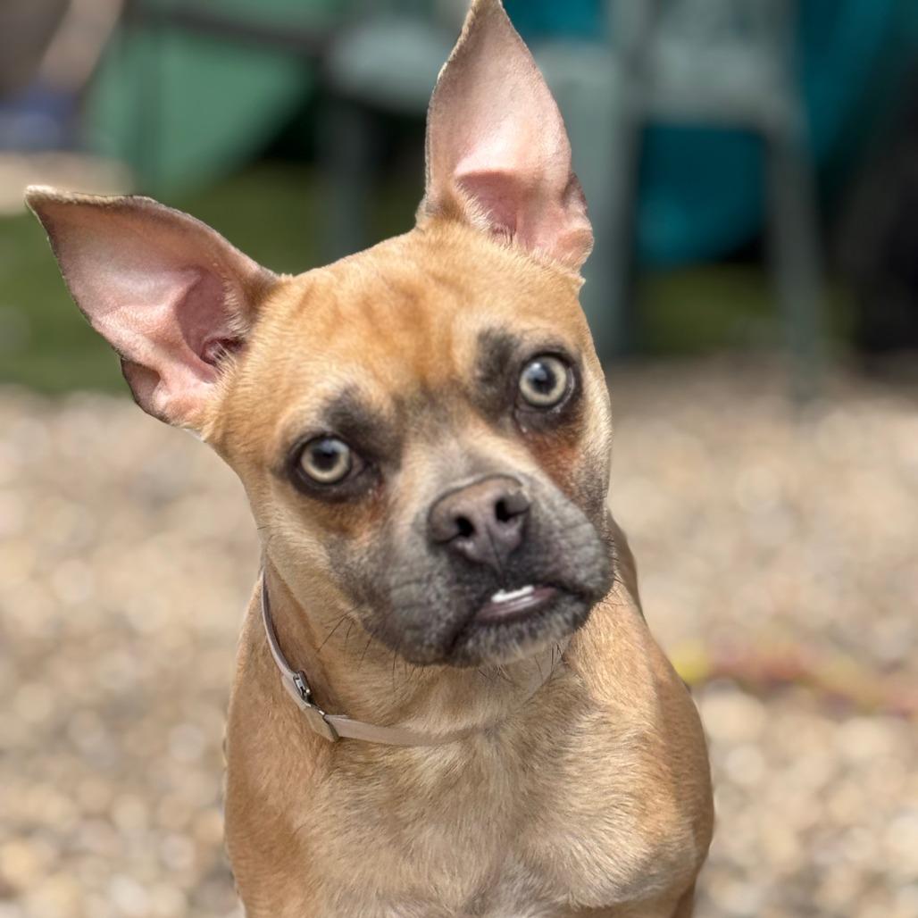 Enlarge Ojitos, an adopted mixed breed in Medford, NY image 4/4