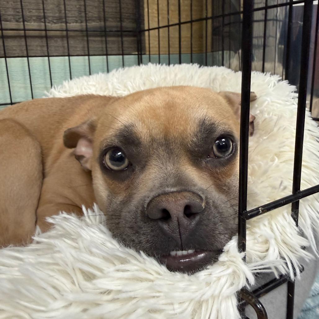 Enlarge Ojitos, an adopted mixed breed in Medford, NY image 1/4