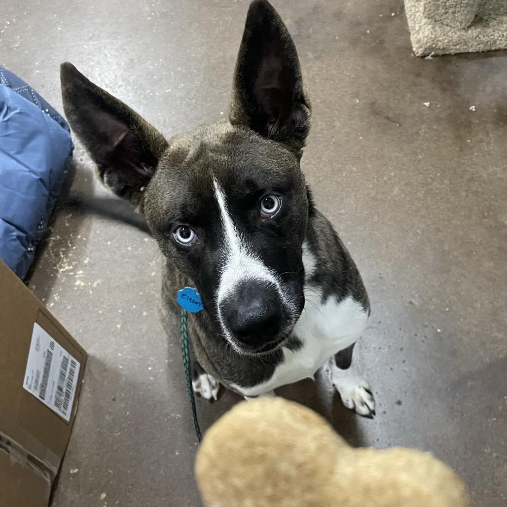 Enlarge Elton aka Blue, a Adoptable mixed breed in Springfield, MO image 1/2