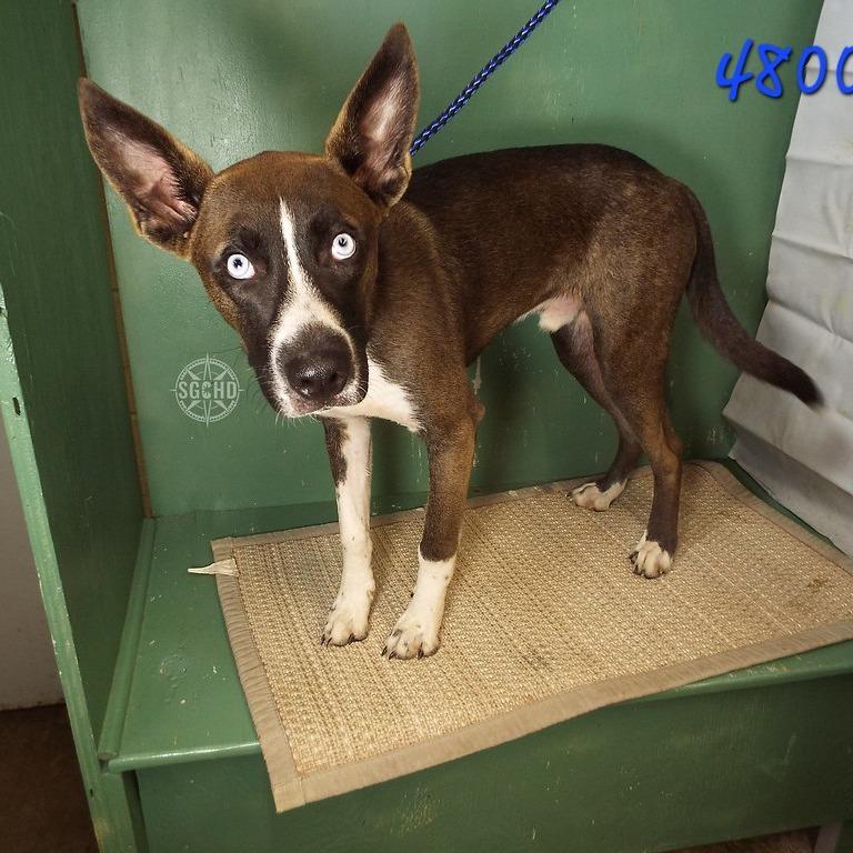 Enlarge Elton aka Blue, a Adoptable mixed breed in Springfield, MO image 2/2