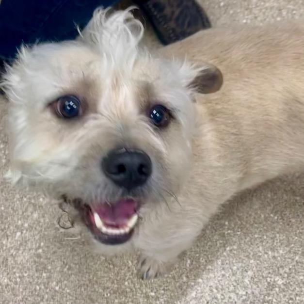 Enlarge Bean, a ADOPTABLE mixed breed in Prince Frederick, MD image 1/2