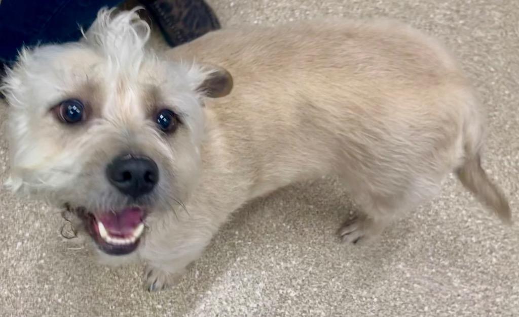 Enlarge Bean, a ADOPTABLE mixed breed in Prince Frederick, MD image 2/2