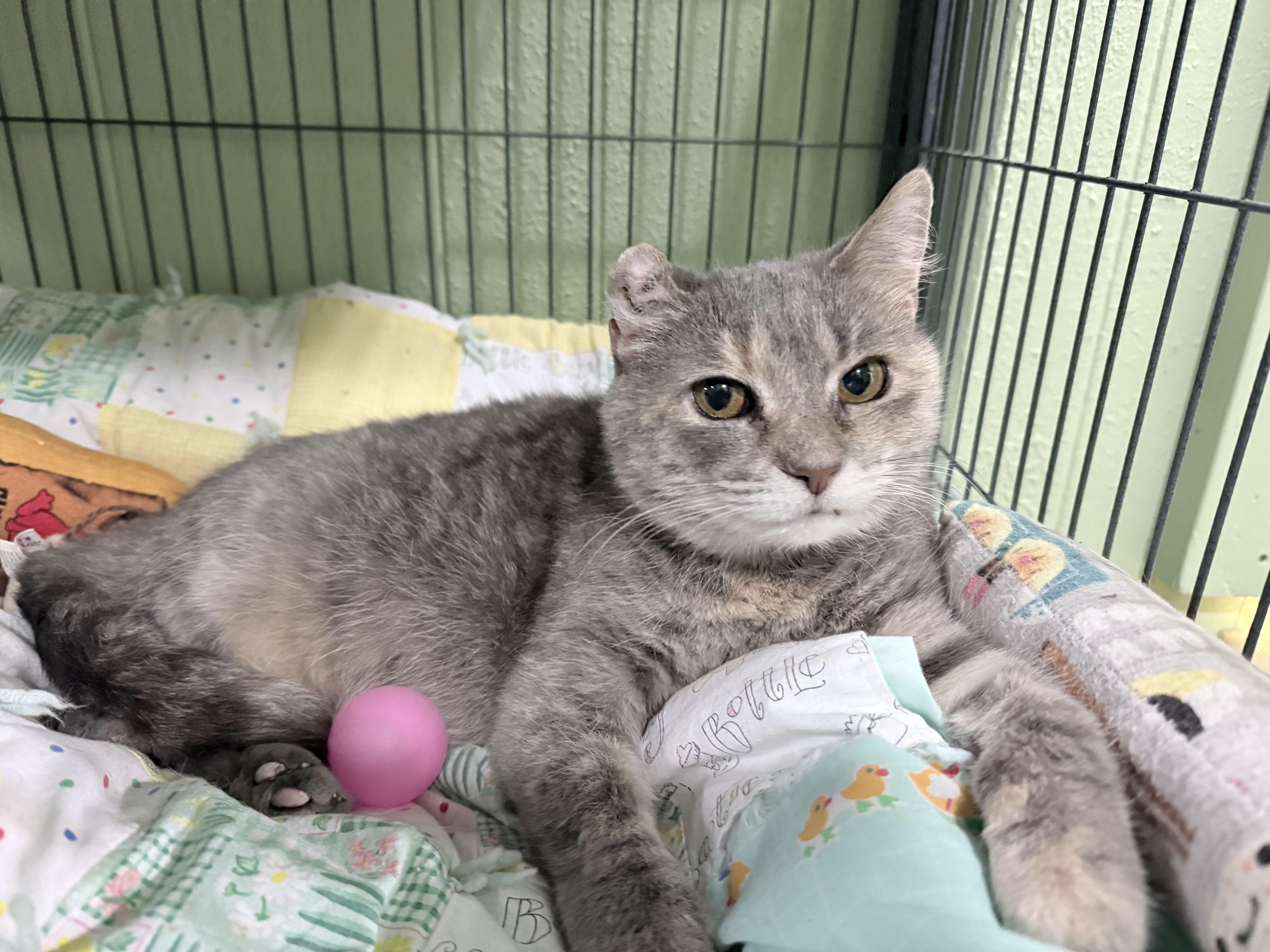 Enlarge Astra & Ballie, a ADOPTABLE Domestic Short Hair in Neenah, WI image 4/6
