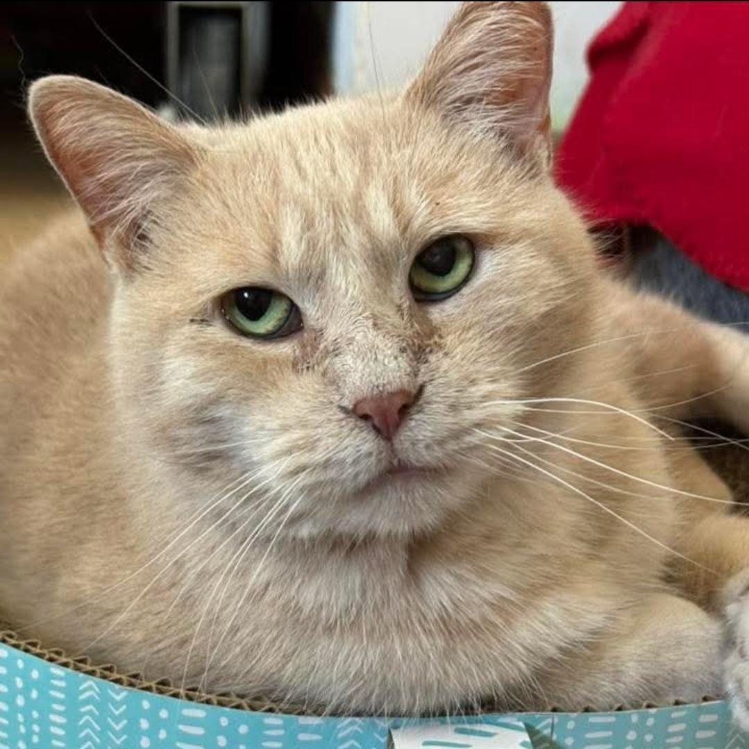 Enlarge Astra & Ballie, a ADOPTABLE Domestic Short Hair in Neenah, WI image 5/6