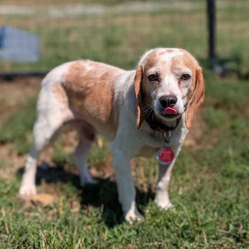 Enlarge Mick, a Adoptable mixed breed in Nowata, OK image 1/3